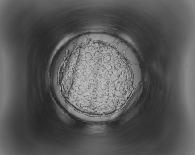 X0000086781466200705041518