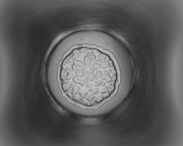 X0000086781470200705041518