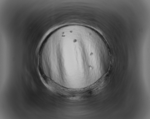 X0000086781515200705041518