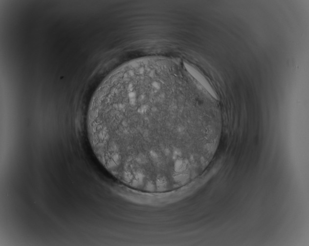 X0000086780035200705111804