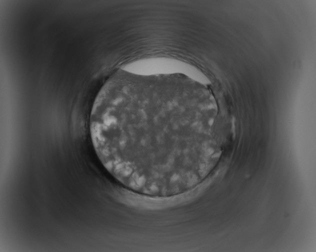 X0000086780039200705111804