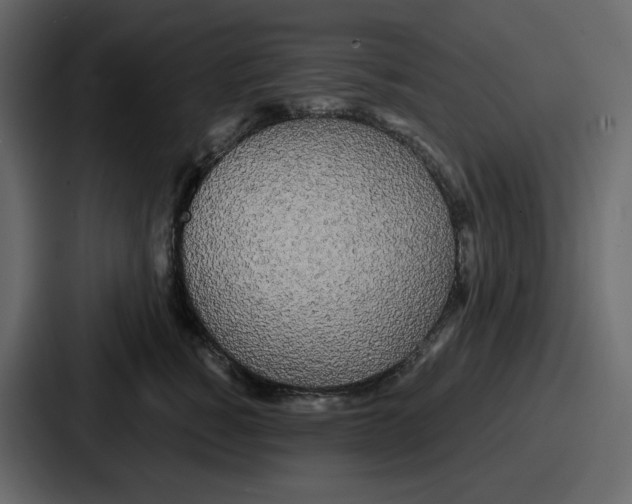 X0000086780760200705111755