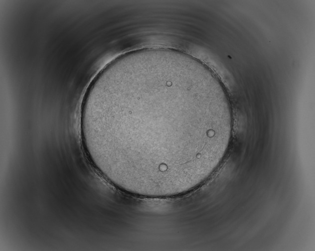 X0000086780836200705111753