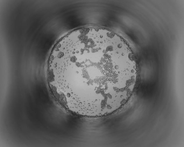 X0000086780856200705111753