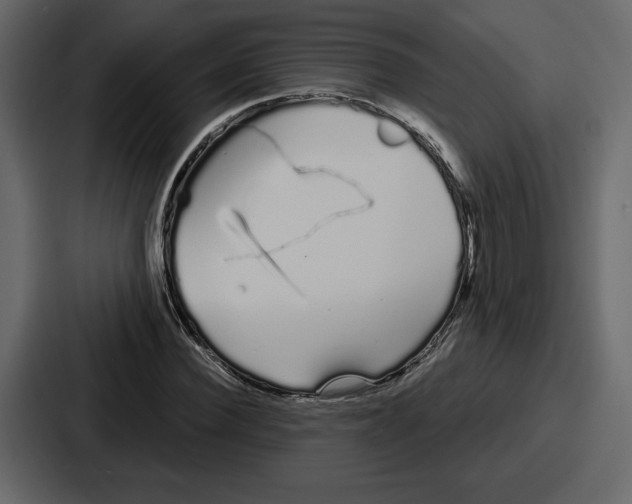 X0000086780924200705111752