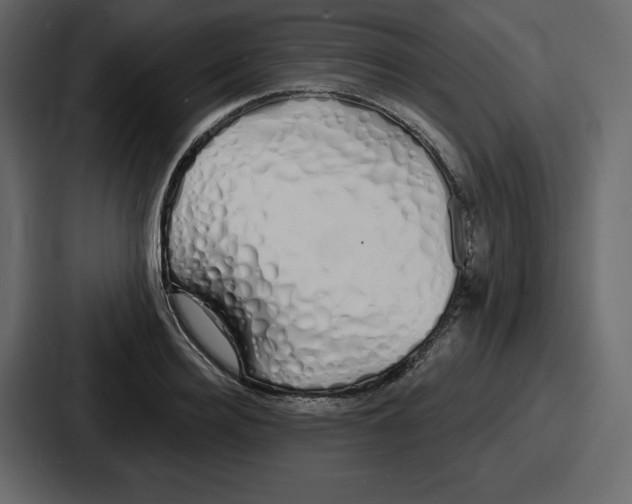 X0000086780940200705111752