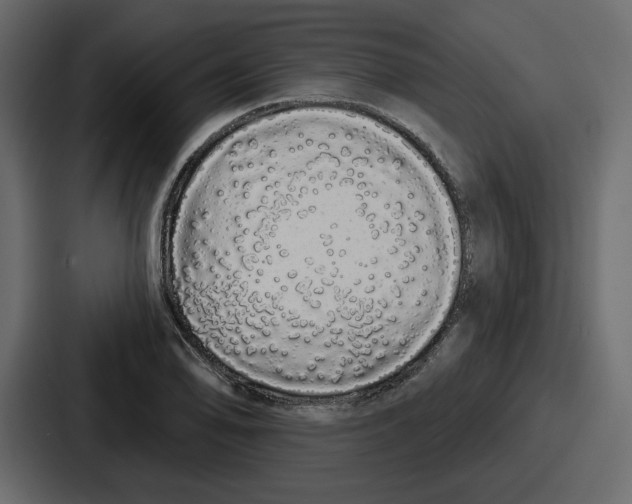 X0000086781078200705111750