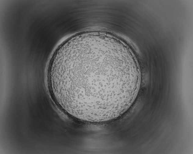 X0000086781086200705111750