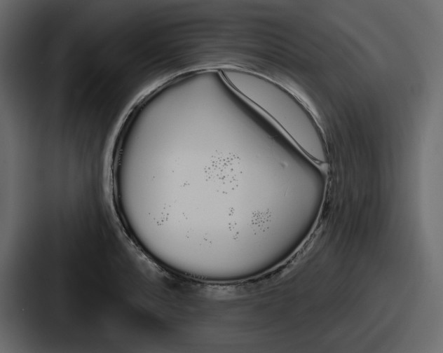 X0000086781088200705111750