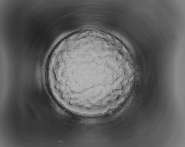 X0000086781094200705111750