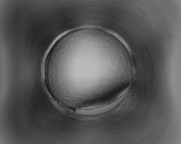 X0000086781148200705111750