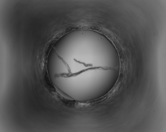 X0000086781157200705111749