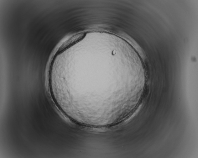 X0000086781196200705111749