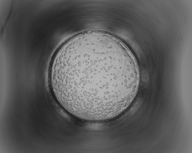 X0000086781278200705111748