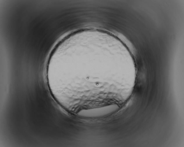 X0000086781384200705111746