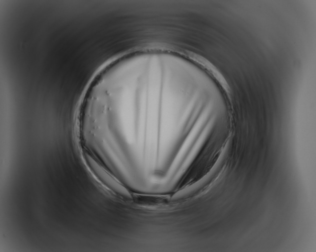 X0000086781388200705111746