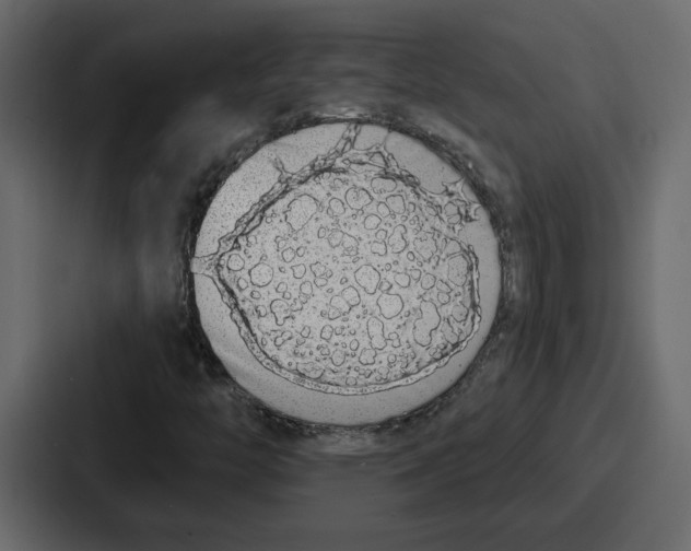 X0000086781446200705111745