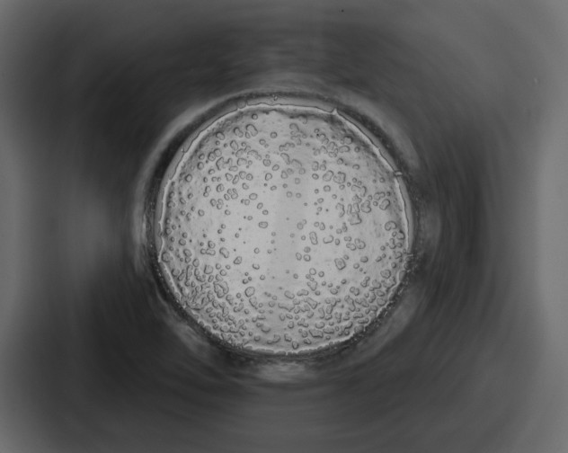 X0000086781462200705111745