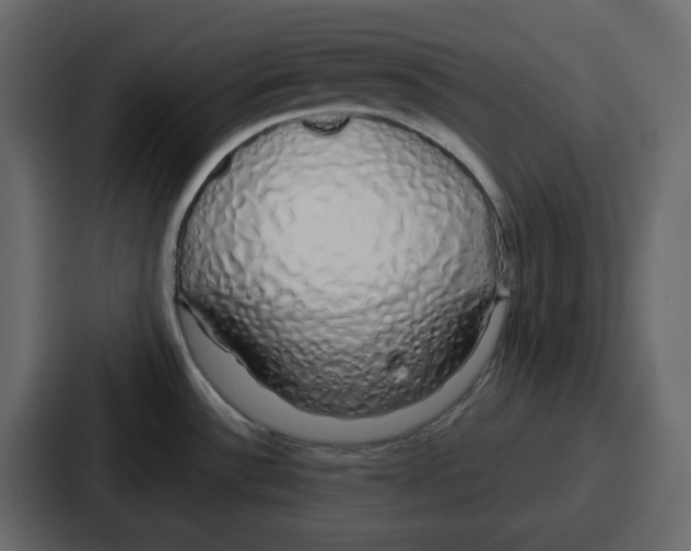 X0000086781532200705111745