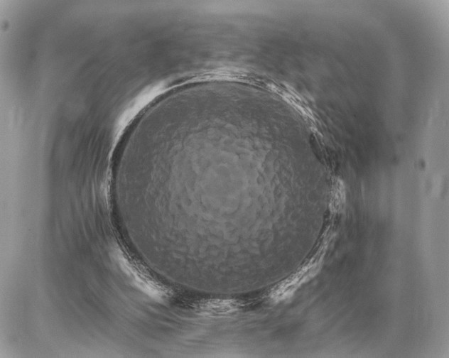 X0000086790152200704131249
