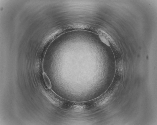 X0000086790352200704131246