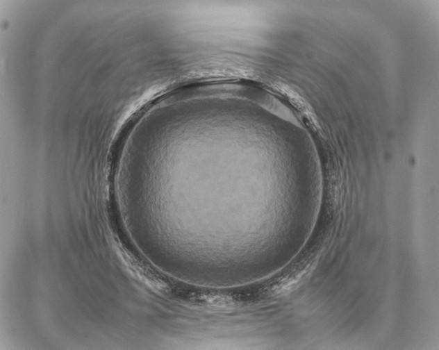 X0000086790395200704131245