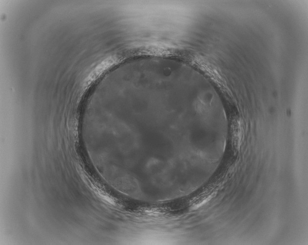 X0000086790679200704131241