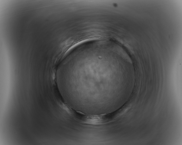 X0000086790288200704201850