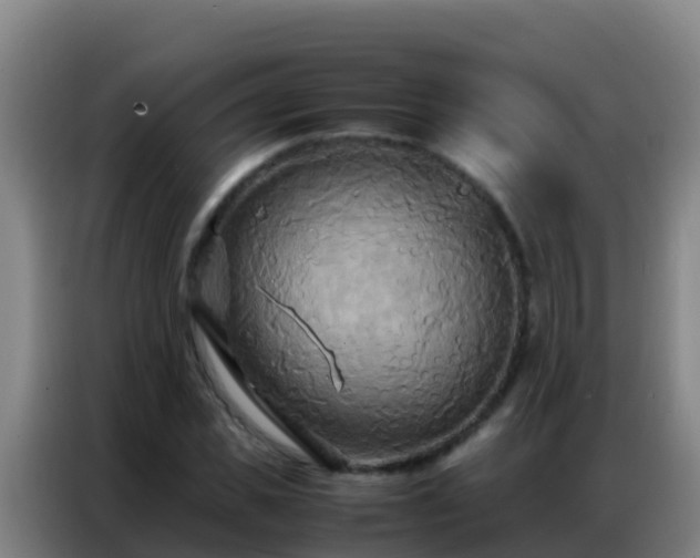 X0000086790925200704201841