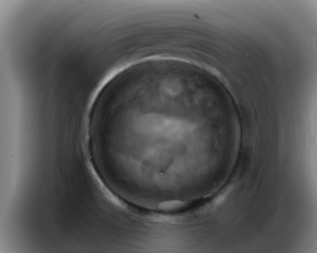 X0000086791522200704201834
