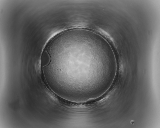 X0000086791174200704271824