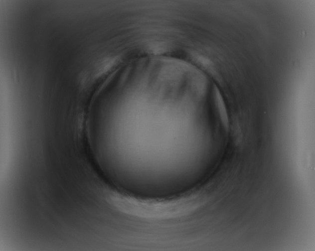 X0000086790018200705041557