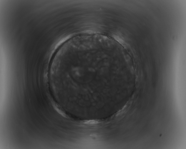 X0000086790050200705041556