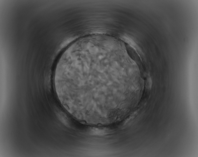 X0000086790346200705041553