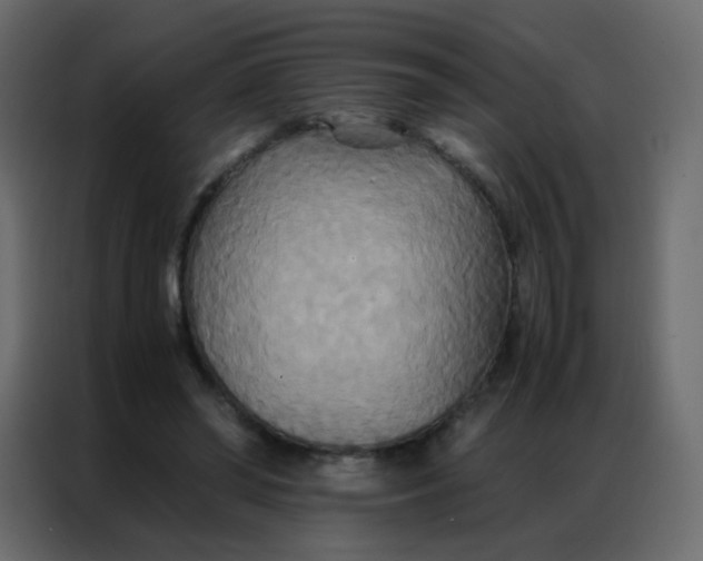 X0000086790398200705041552