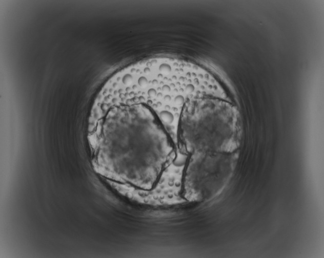 X0000086790529200705041550