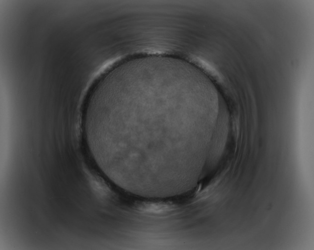 X0000086790540200705041550