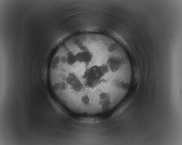 X0000086790542200705041550