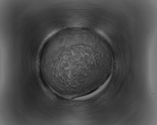 X0000086790680200705041549