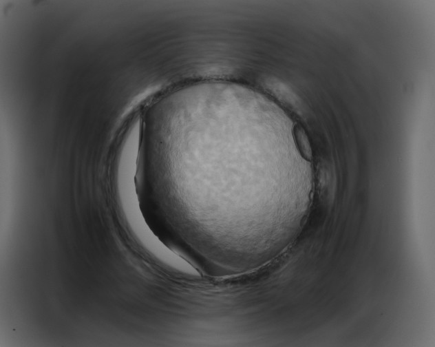 X0000086790684200705041549