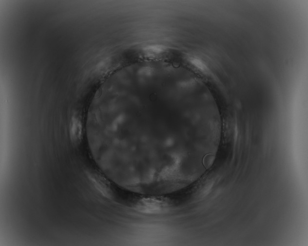 X0000086790703200705041548