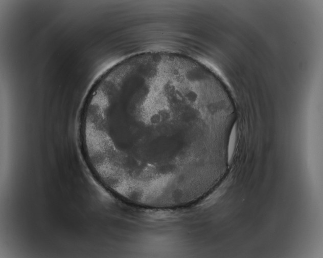 X0000086790991200705041545