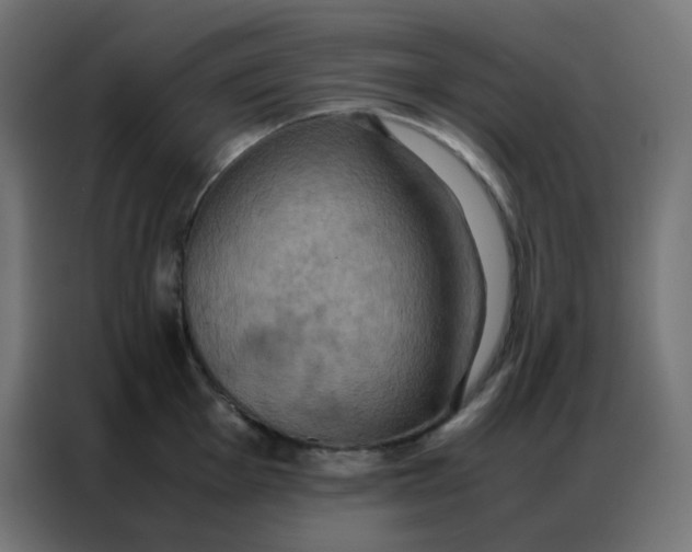 X0000086791001200705041544