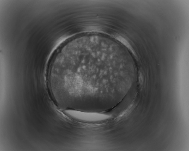 X0000086791068200705041544