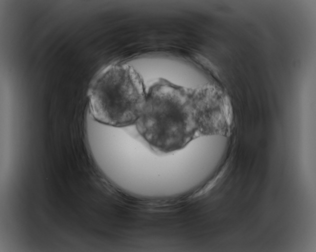 X0000086791401200705041539