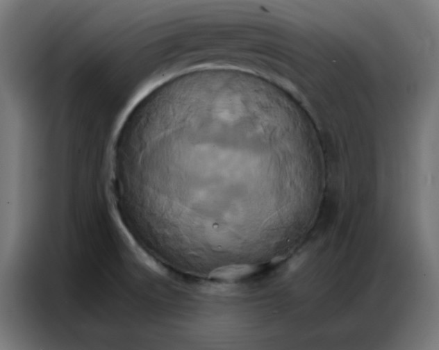 X0000086791522200705041538