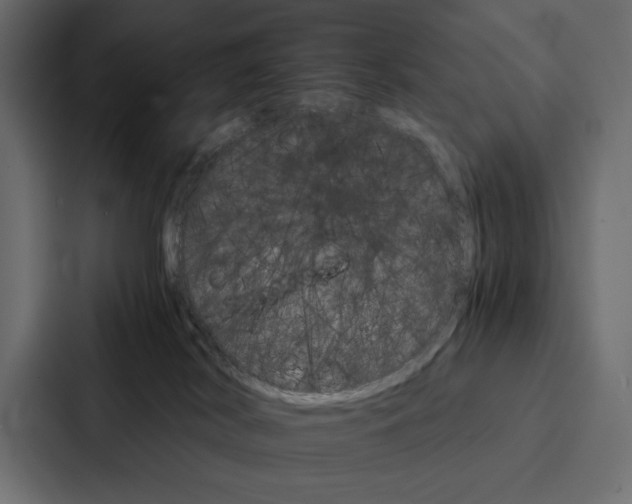 X0000086790038200705111824