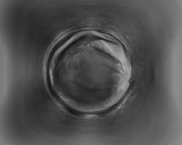 X0000086790055200705111823