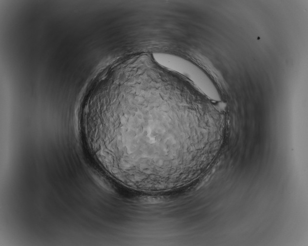 X0000086790250200705111821