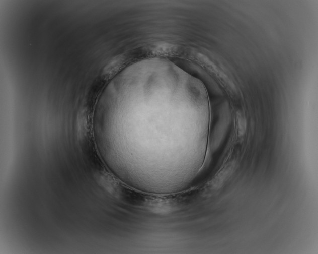 X0000086790276200705111821